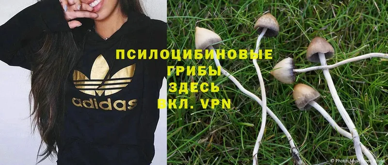 Псилоцибиновые грибы Cubensis  Барыш 